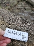  ( - FDS-CA-05117)  @11 [ ] by (2024) Mandy Hackney Fungal Diversity Survey