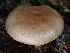  ( - FDS-CA-05114)  @11 [ ] by (2024) Mandy Hackney Fungal Diversity Survey