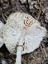 (Leucoagaricus sp. atrodiscus-PNW12 - FDS-CA-05113)  @11 [ ] by (2024) Mandy Hackney Fungal Diversity Survey