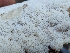  (Antrodia sp. CA02 - FDS-CA-06824)  @11 [ ] by-nc (2024) Stu Pickell Fungal Diversity Survey