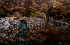  ( - FDS-CA-05399)  @11 [ ] by-nc (2024) Unspecified Fungal Diversity Survey