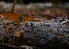  ( - FDS-CA-05399)  @11 [ ] by-nc (2024) Unspecified Fungal Diversity Survey