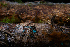  ( - FDS-CA-05399)  @11 [ ] by-nc (2024) Unspecified Fungal Diversity Survey