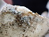  (Penicillium spathulatum - FDS-CA-02445)  @11 [ ] by-nc (2024) Jaren Hockert Fungal Diversity Survey