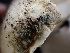  ( - FDS-CA-02445)  @11 [ ] by-nc (2024) Jaren Hockert Fungal Diversity Survey