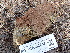  (Pisolithus sp. AZ01 - FDS-CA-02443)  @11 [ ] by-nc (2024) Jaren Hockert Fungal Diversity Survey