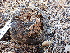  ( - FDS-CA-02443)  @11 [ ] by-nc (2024) Jaren Hockert Fungal Diversity Survey