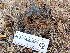  ( - FDS-CA-02443)  @11 [ ] by-nc (2024) Jaren Hockert Fungal Diversity Survey