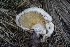  (Gloeophyllales - FDS-CA-05397)  @11 [ ] by-nc (2024) Unspecified Fungal Diversity Survey