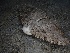  (Calcarisporium - FDS-CA-04949)  @11 [ ] c (2024) Rudy Diaz Fungal Diversity Survey