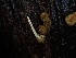  ( - FDS-CA-04939)  @11 [ ] c (2024) Rudy Diaz Fungal Diversity Survey