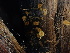 (Xeromphalina campanella - FDS-CA-04939)  @11 [ ] c (2024) Rudy Diaz Fungal Diversity Survey