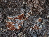  ( - FDS-CA-05947)  @11 [ ] by-nc (2024) Fresno Mycology Society Fungal Diversity Survey