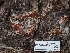  ( - FDS-CA-05947)  @11 [ ] by-nc (2024) Fresno Mycology Society Fungal Diversity Survey