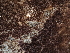  ( - FDS-CA-05948)  @11 [ ] by-nc (2024) Fresno Mycology Society Fungal Diversity Survey