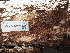 ( - FDS-CA-05948)  @11 [ ] by-nc (2024) Fresno Mycology Society Fungal Diversity Survey