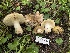  ( - FDS-CA-04887)  @11 [ ] by-nc (2024) Dean Lyons Fungal Diversity Survey