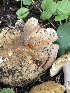  ( - FDS-CA-04887)  @11 [ ] by-nc (2024) Dean Lyons Fungal Diversity Survey