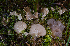  ( - FDS-CA-04814)  @11 [ ] by-nc (2024) Dean Lyons Fungal Diversity Survey