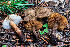  ( - FDS-CA-04808)  @11 [ ] by-nc (2024) Dean Lyons Fungal Diversity Survey