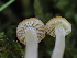  ( - FDS-CA-05019)  @11 [ ] by (2024) Justin Paulin Fungal Diversity Survey