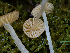  ( - FDS-CA-05019)  @11 [ ] by (2024) Justin Paulin Fungal Diversity Survey