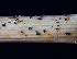  (Didymellaceae - FDS-CA-05026)  @11 [ ] by (2024) Justin Paulin Fungal Diversity Survey