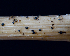  ( - FDS-CA-05026)  @11 [ ] by (2024) Justin Paulin Fungal Diversity Survey