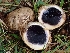  (Scleroderma sp. CA01 - FDS-CA-05092)  @11 [ ] by (2024) Mandy Hackney Fungal Diversity Survey