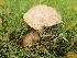  ( - FDS-CA-05092)  @11 [ ] by (2024) Mandy Hackney Fungal Diversity Survey