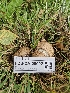  ( - FDS-CA-05092)  @11 [ ] by (2024) Mandy Hackney Fungal Diversity Survey