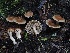  (Inocybe sp. CA24 - FDS-CA-06706)  @11 [ ] by (2024) Justin Paulin Fungal Diversity Survey