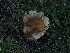  ( - FDS-CA-06720)  @11 [ ] by (2024) Justin Paulin Fungal Diversity Survey