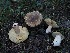  ( - FDS-CA-06720)  @11 [ ] by (2024) Justin Paulin Fungal Diversity Survey