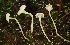  ( - FDS-CA-05349)  @11 [ ] by-nc (2024) Damon Tighe Fungal Diversity Survey