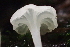  ( - FDS-CA-05349)  @11 [ ] by-nc (2024) Damon Tighe Fungal Diversity Survey