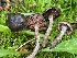  ( - FDS-CA-05353)  @11 [ ] by-nc (2024) Damon Tighe Fungal Diversity Survey