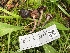  ( - FDS-CA-05353)  @11 [ ] by-nc (2024) Damon Tighe Fungal Diversity Survey
