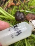  ( - FDS-CA-05353)  @11 [ ] by-nc (2024) Damon Tighe Fungal Diversity Survey
