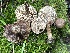  ( - FDS-CA-05368)  @11 [ ] by-nc (2024) Damon Tighe Fungal Diversity Survey