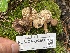  ( - FDS-CA-05368)  @11 [ ] by-nc (2024) Damon Tighe Fungal Diversity Survey