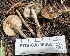  ( - FDS-CA-05369)  @11 [ ] by-nc (2024) Damon Tighe Fungal Diversity Survey