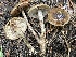  ( - FDS-CA-05369)  @11 [ ] by-nc (2024) Damon Tighe Fungal Diversity Survey