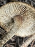  ( - FDS-CA-05369)  @11 [ ] by-nc (2024) Damon Tighe Fungal Diversity Survey