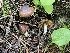  ( - FDS-CA-05374)  @11 [ ] by-nc (2024) Damon Tighe Fungal Diversity Survey