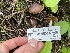  ( - FDS-CA-05374)  @11 [ ] by-nc (2024) Damon Tighe Fungal Diversity Survey