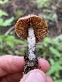  ( - FDS-CA-05374)  @11 [ ] by-nc (2024) Damon Tighe Fungal Diversity Survey