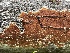  (Athelia - FDS-CA-05381)  @11 [ ] by-nc (2024) Damon Tighe Fungal Diversity Survey