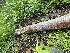  ( - FDS-CA-05381)  @11 [ ] by-nc (2024) Damon Tighe Fungal Diversity Survey