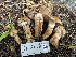  ( - FDS-CA-05383)  @11 [ ] by-nc (2024) Damon Tighe Fungal Diversity Survey